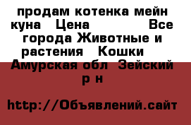 продам котенка мейн-куна › Цена ­ 35 000 - Все города Животные и растения » Кошки   . Амурская обл.,Зейский р-н